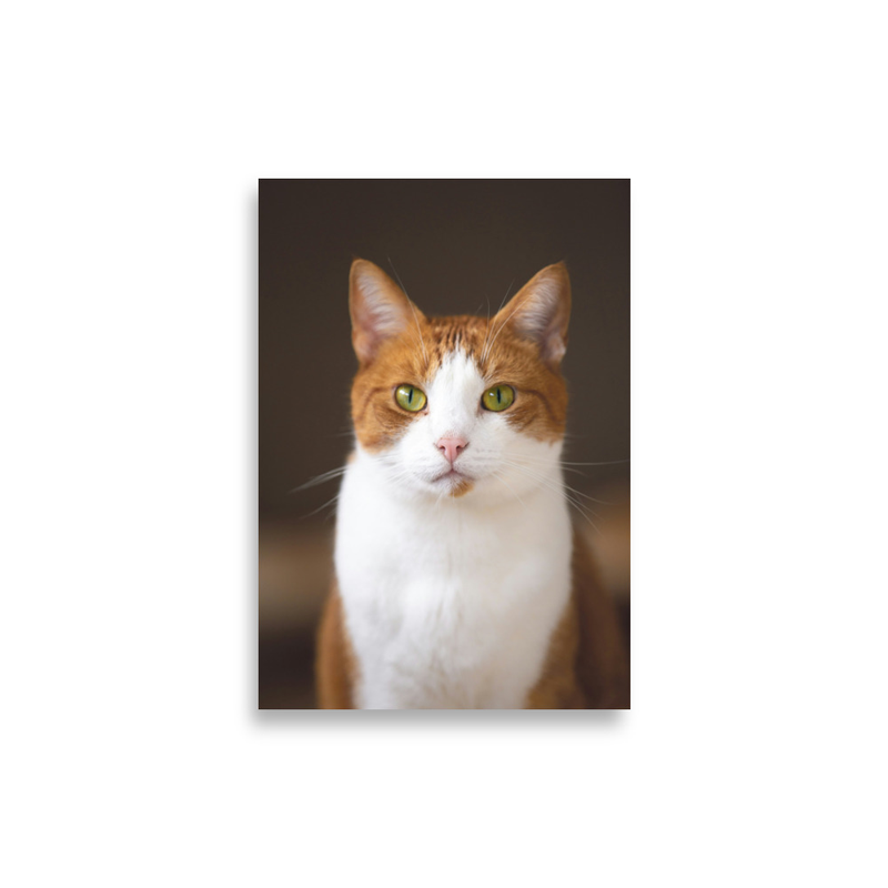 Affiche portrait d'animal Muzzly